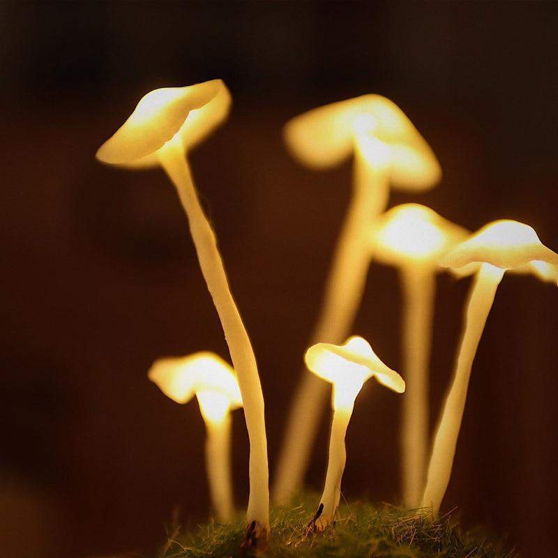MycoJar | DIY Champignons dans un verre