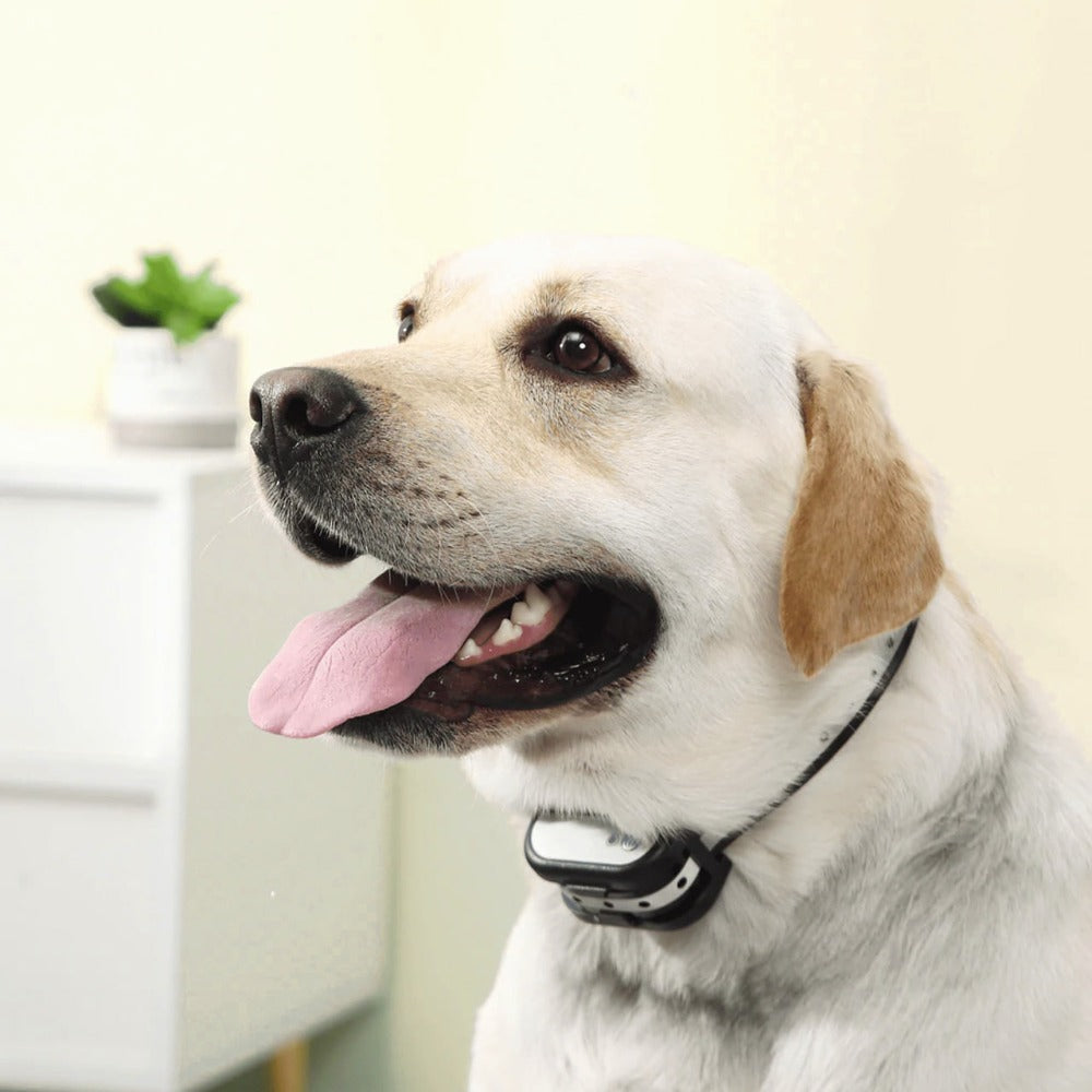 Clôture Électronique SécuriDog 2-en-1 – Sans Fil avec Collier de Dressage, Portée 300 m, Étanche et Rechargeable