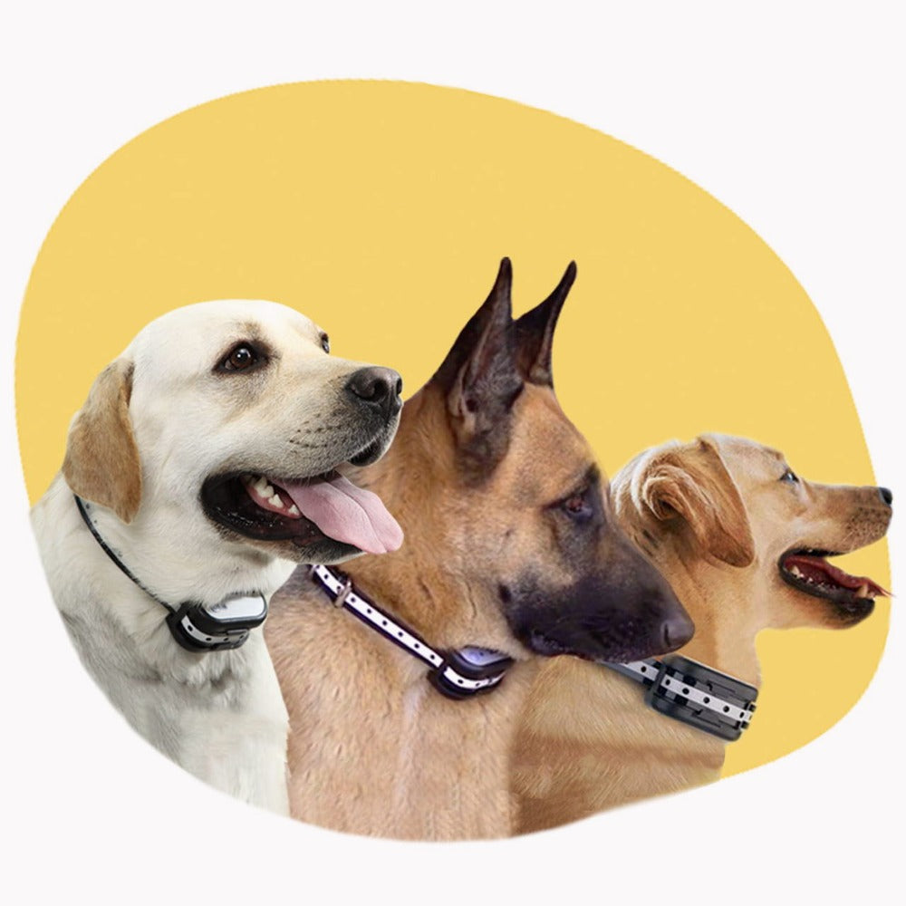 Clôture Électronique SécuriDog 2-en-1 – Sans Fil avec Collier de Dressage, Portée 300 m, Étanche et Rechargeable