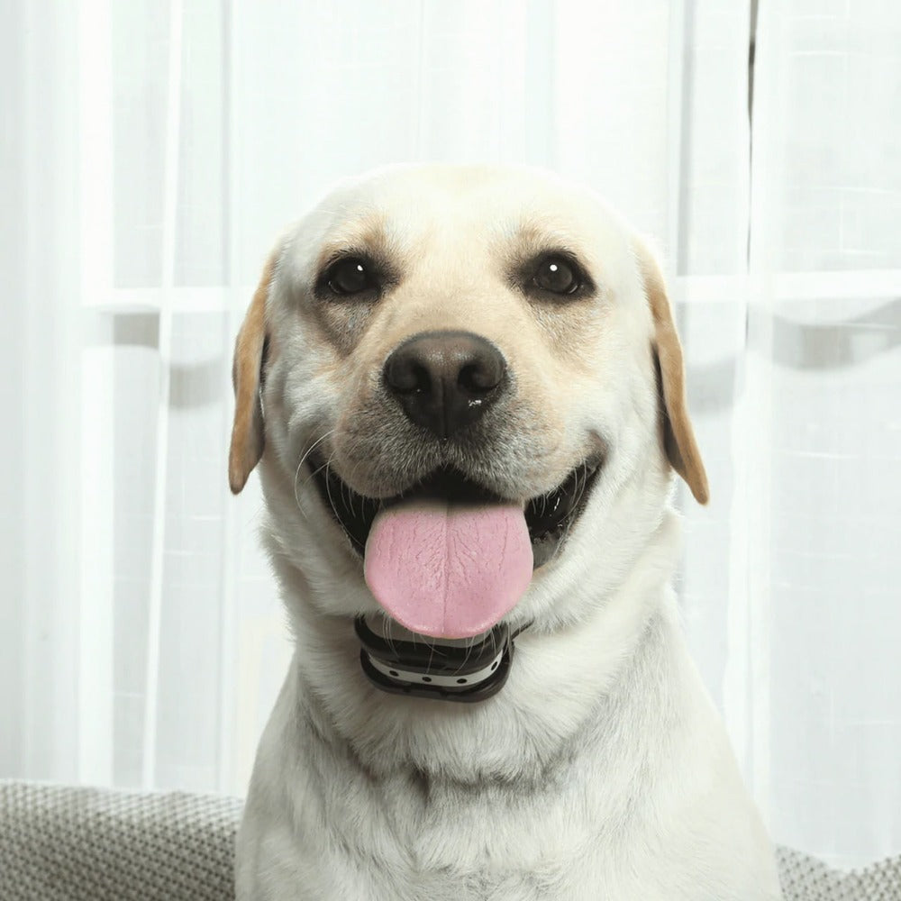 Clôture Électronique SécuriDog 2-en-1 – Sans Fil avec Collier de Dressage, Portée 300 m, Étanche et Rechargeable